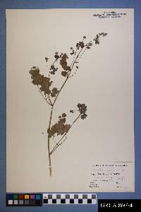 Thalictrum fendleri image